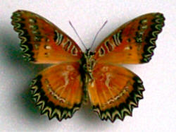 Cethosia biblis aberration370 (Internet Image property of respective owner, non-commercial use only)